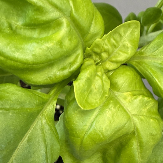 Basil 'Pesto Party'