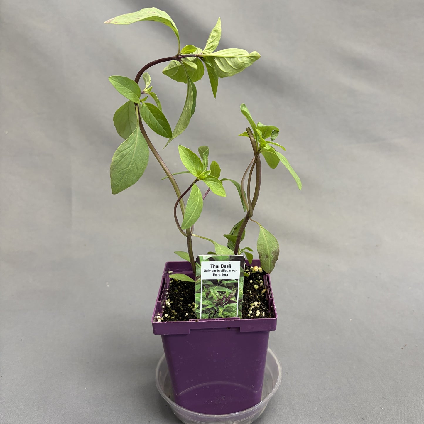 Basil 'Thai'