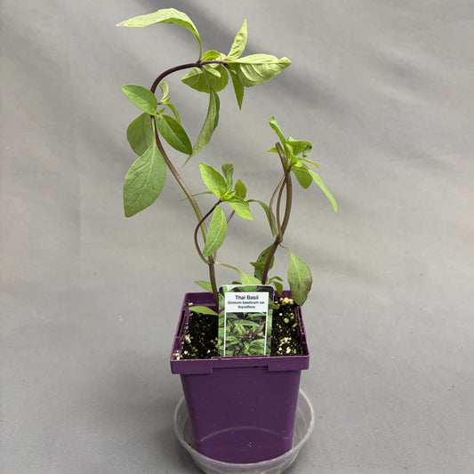 Basil 'Thai'