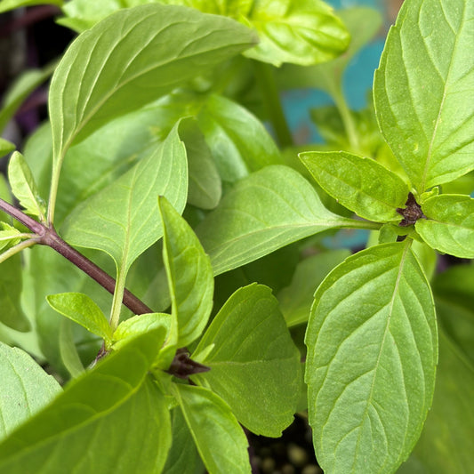 Basil 'Thai'