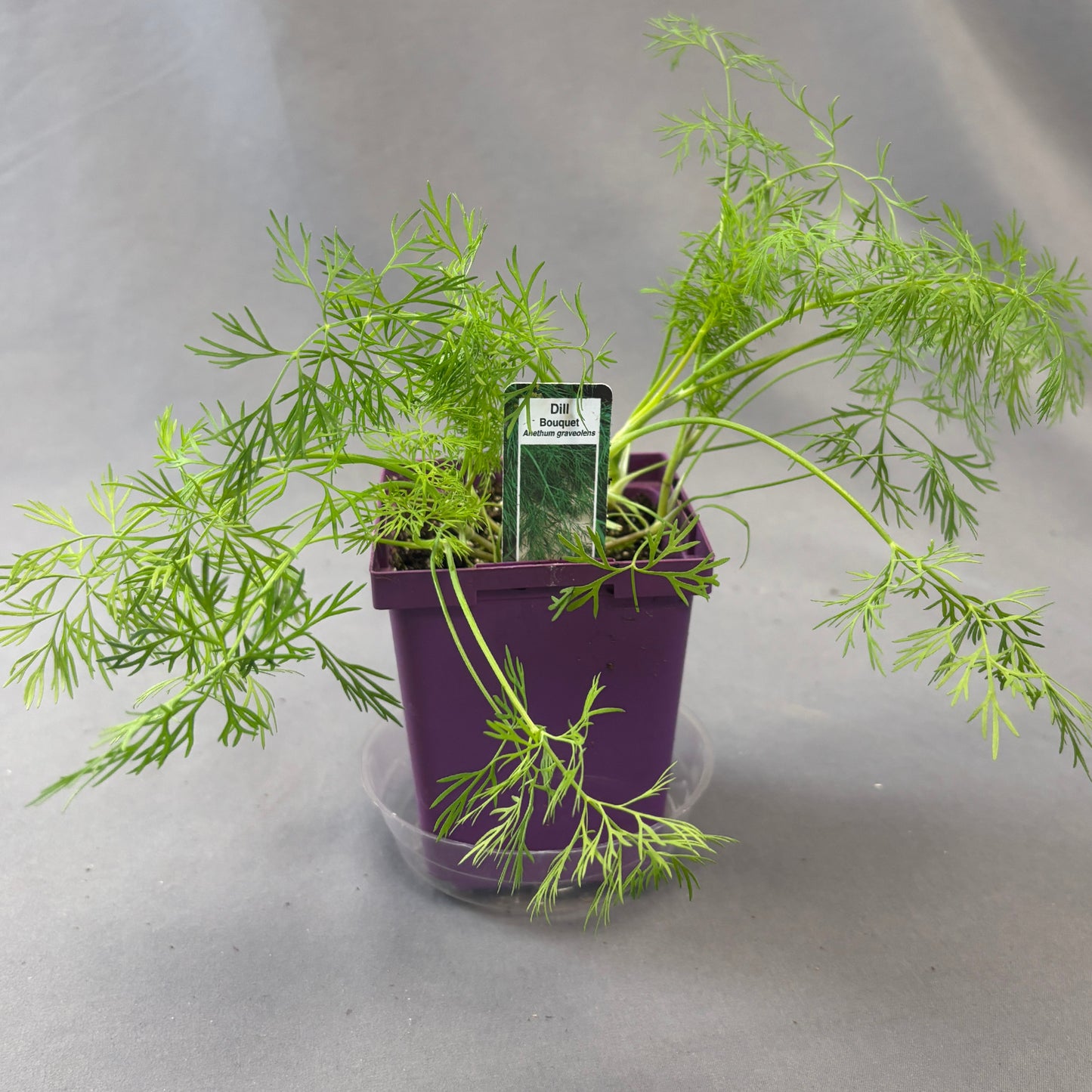 Dill 'Bouquet'