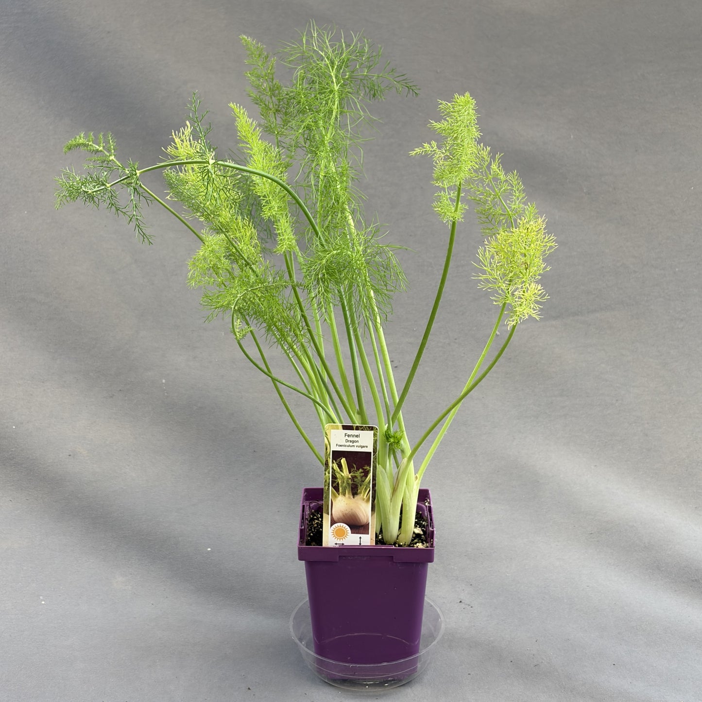 Fennel