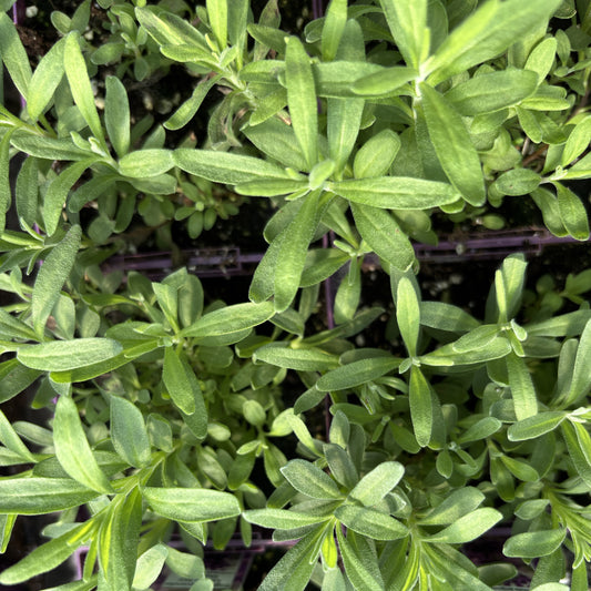 Lavender 'Castilliano' Spanish