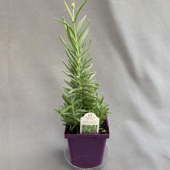 Lavender 'Big Time White'
