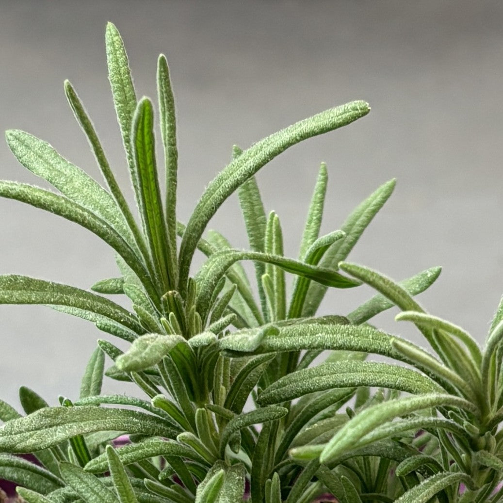 Lavender 'Primavera' Spanish