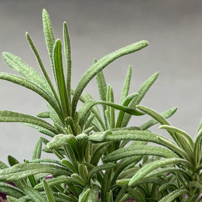 Lavender 'Primavera' Spanish