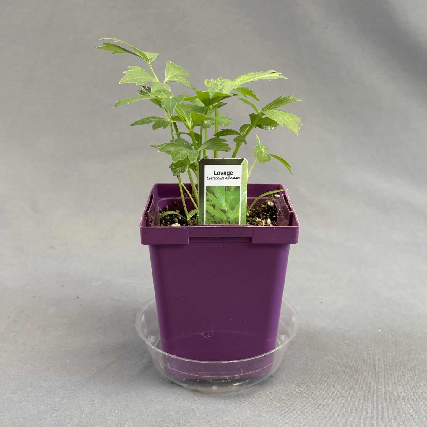 Lovage