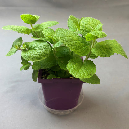 Mint 'Apple'