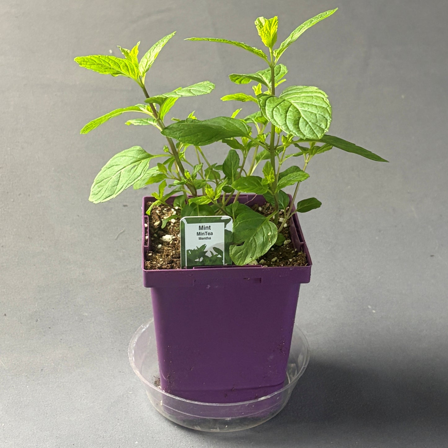 Mint 'Mint-Tea'