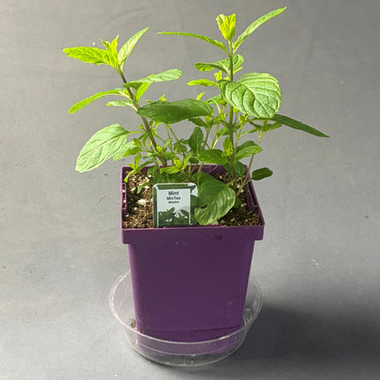 Mint 'Mint-Tea'