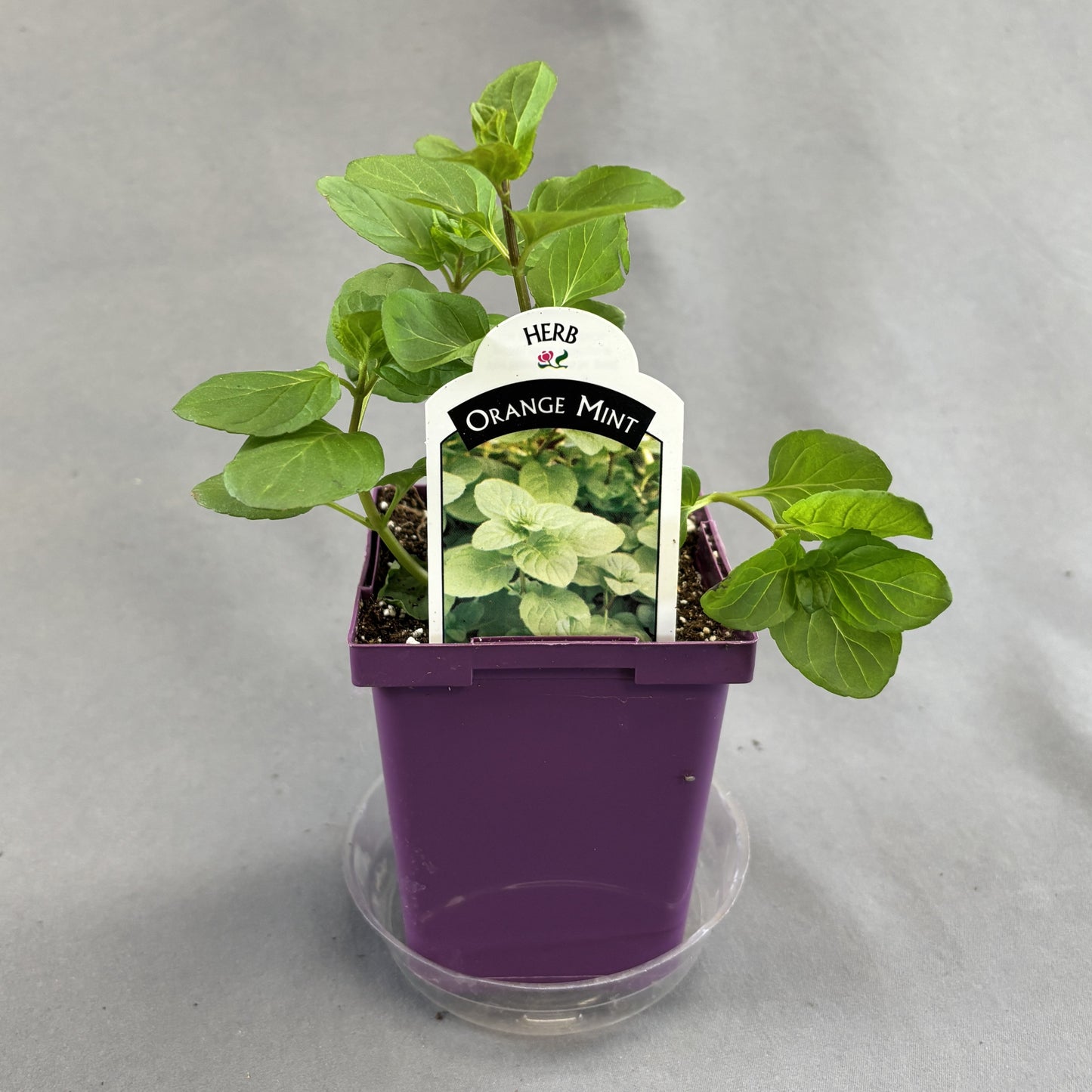 Mint 'Orange'