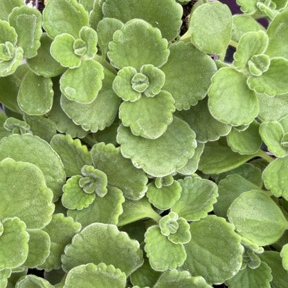 Oregano 'Cuban'