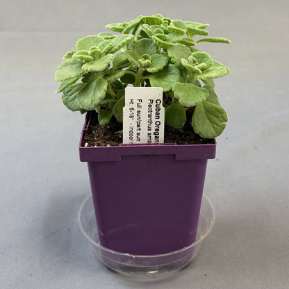 Oregano 'Cuban'
