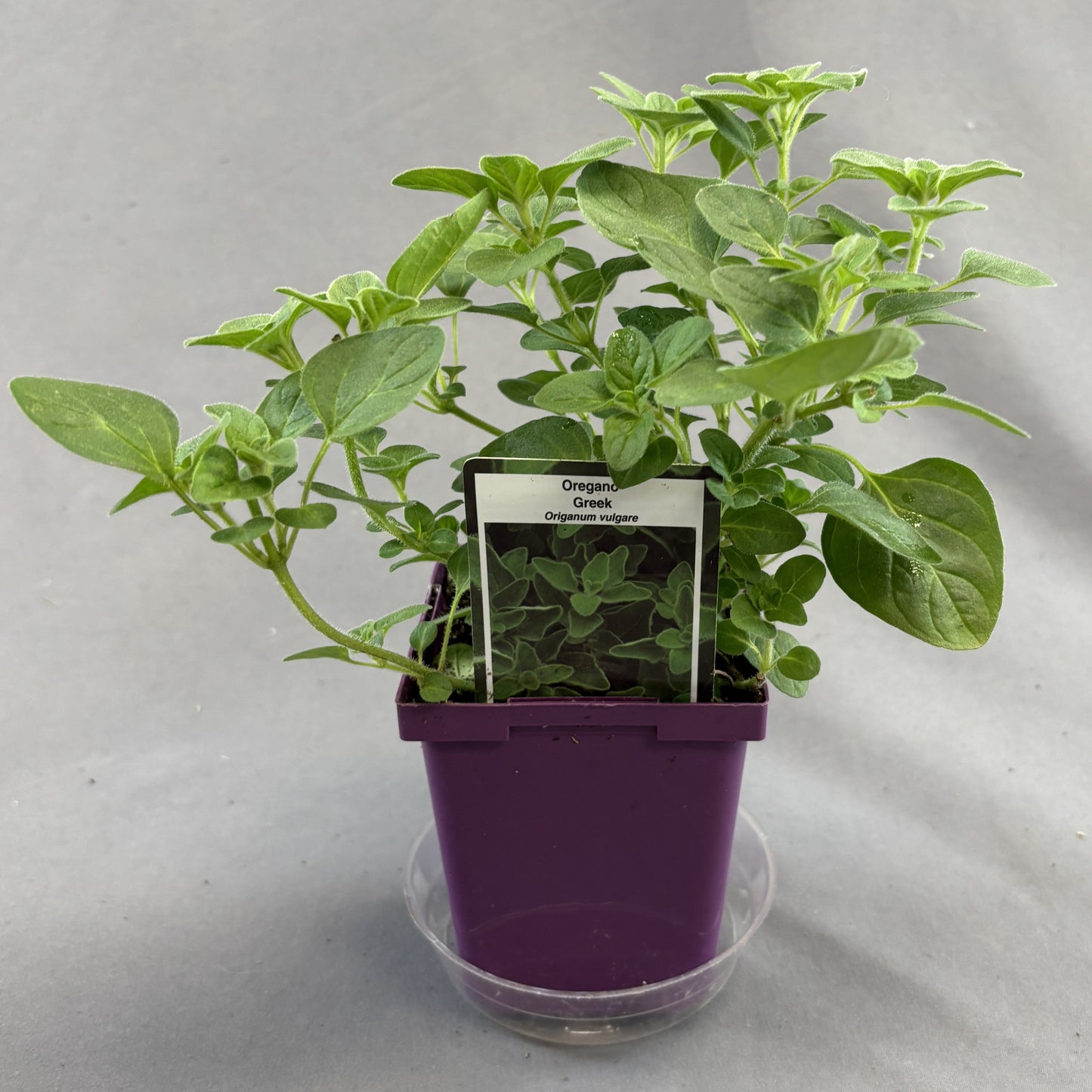Oregano 'Greek'