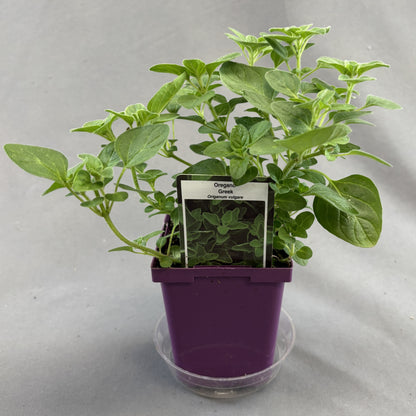 Oregano 'Greek'