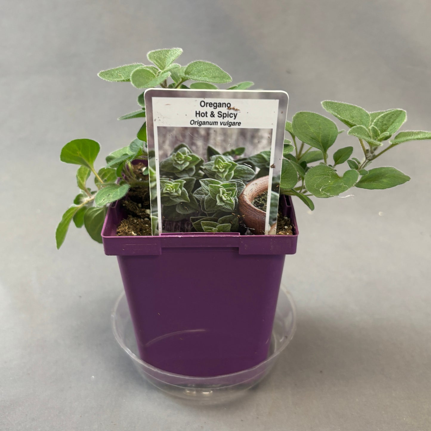 Oregano 'Hot & Spicy'