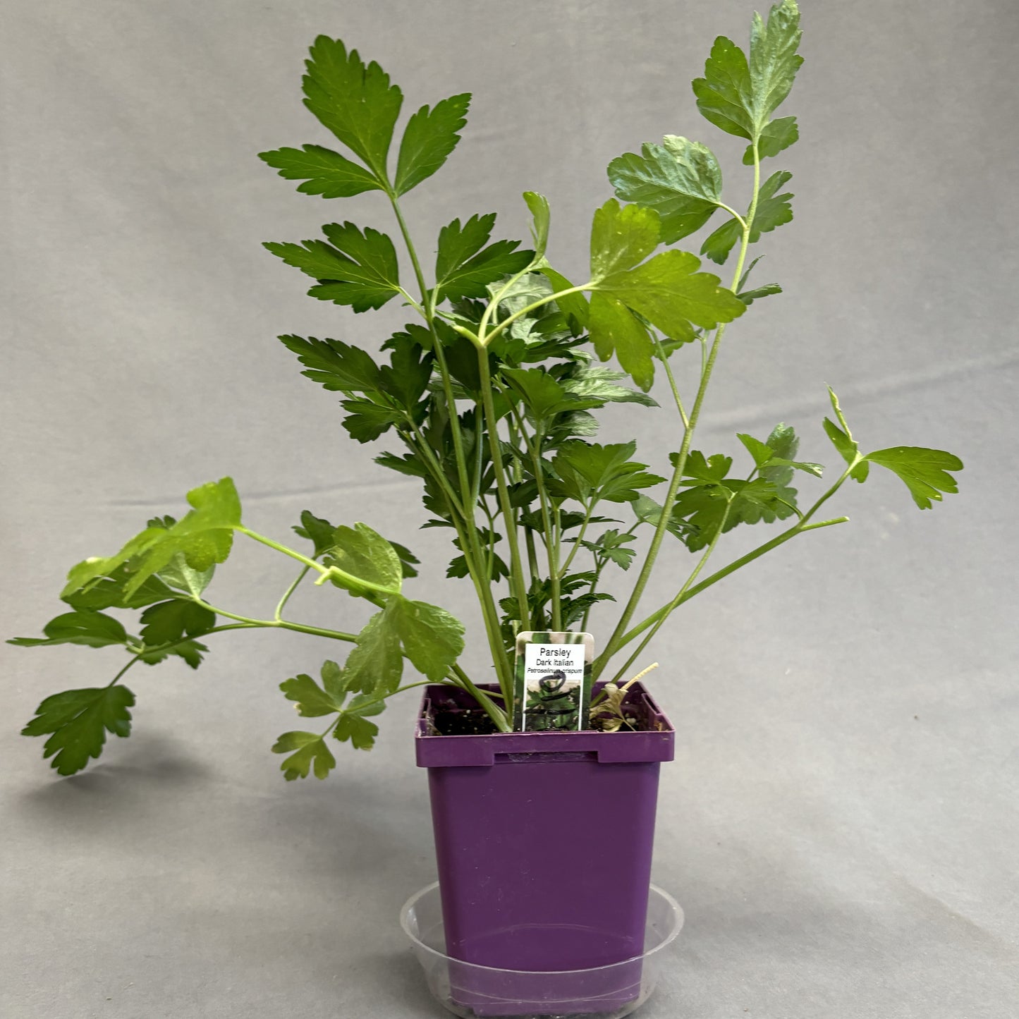 Parsley 'Giant of Italy'