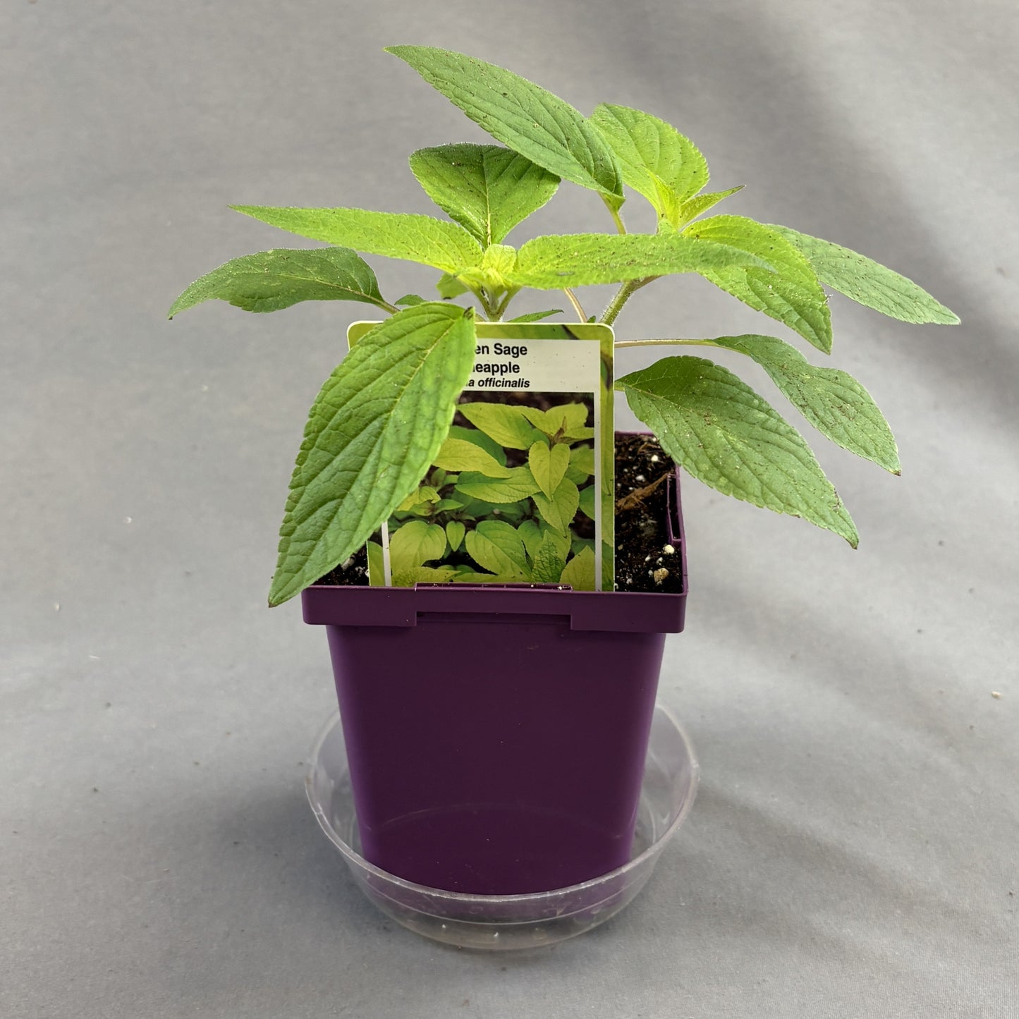Sage 'Pineapple'