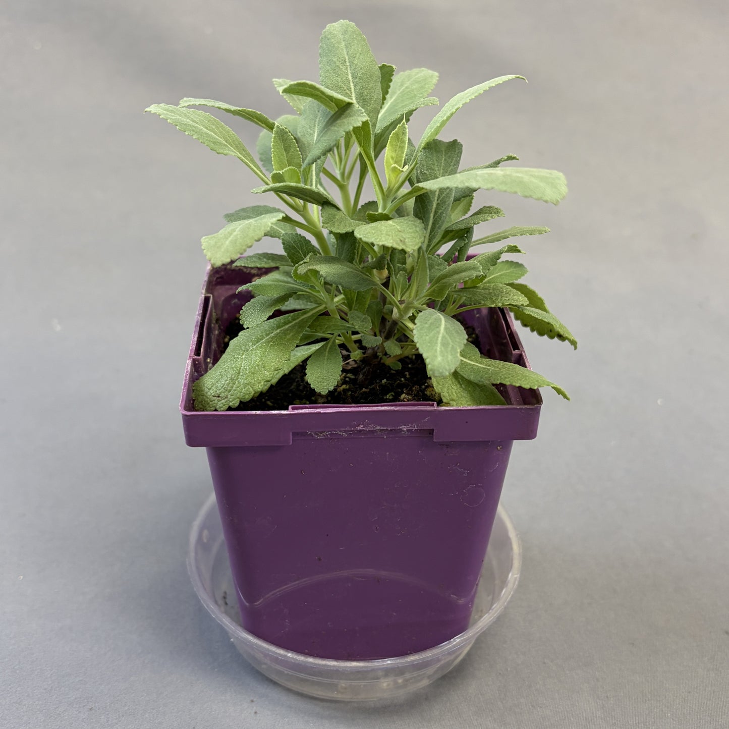 Sage 'White'