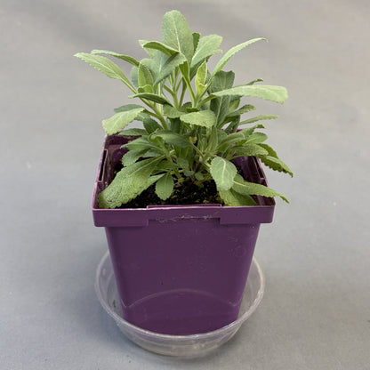 Sage 'White'