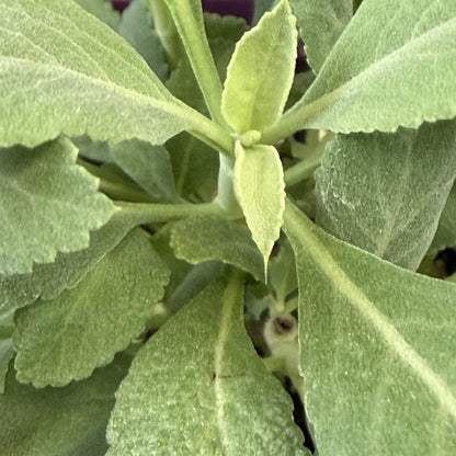 Sage 'White'