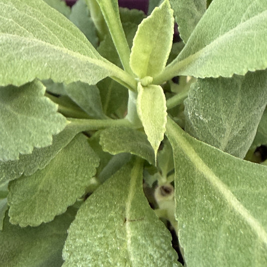 Sage 'White'
