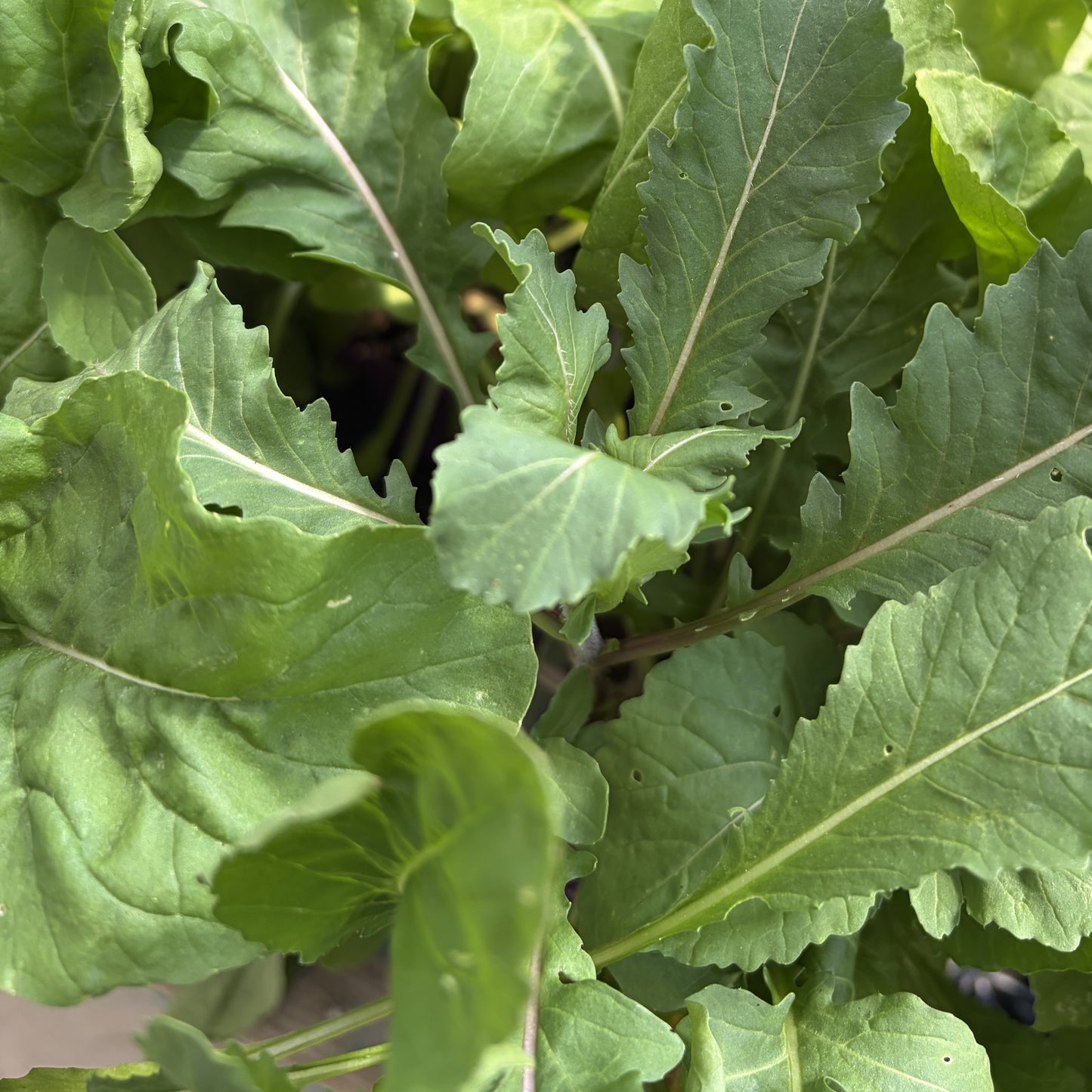 Arugula 'Simply Salad®'
