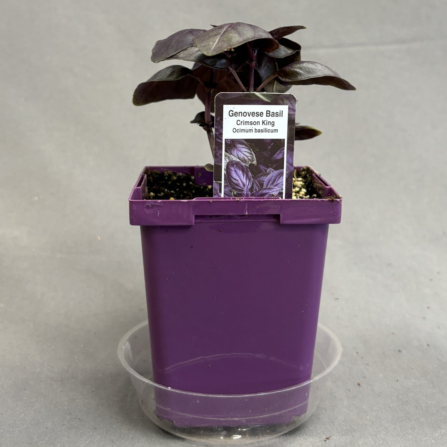 Basil 'Crimson King'