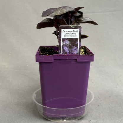 Basil 'Crimson King'