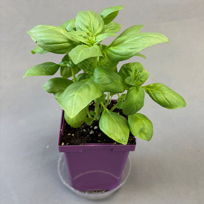 Basil 'Dolce Fresca'