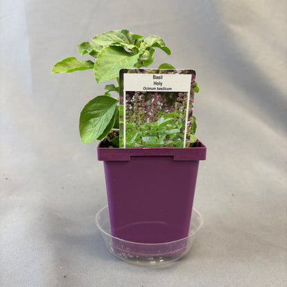 Basil 'Holy'