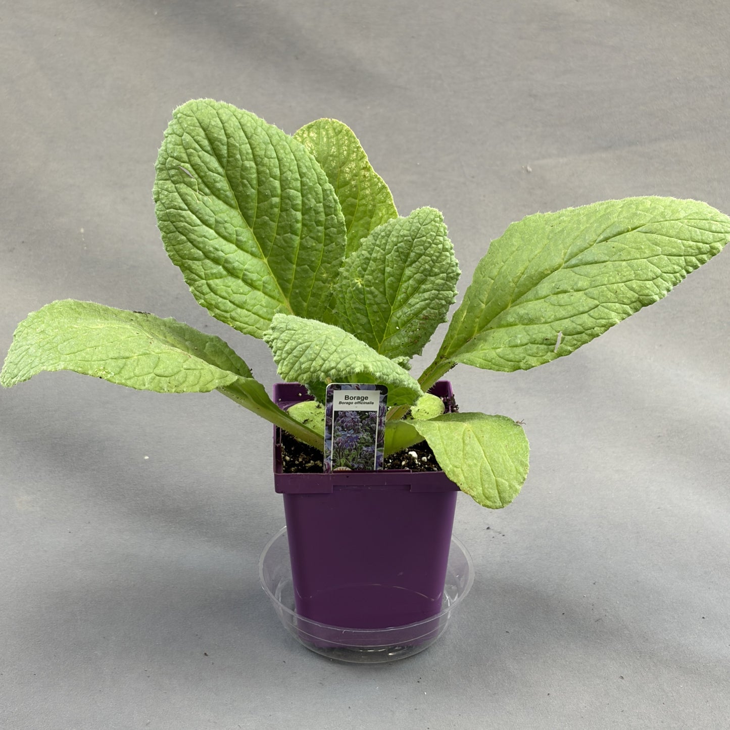 Borage