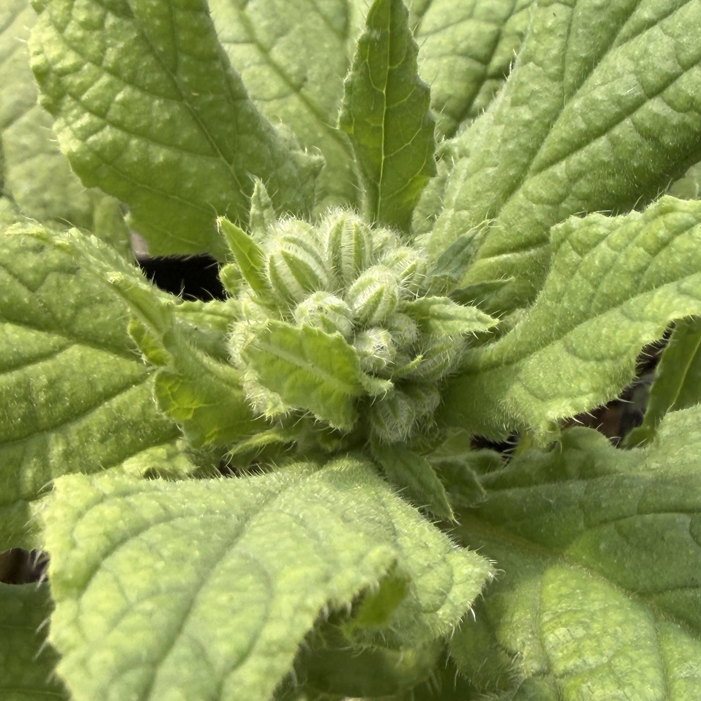 Borage