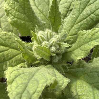 Borage