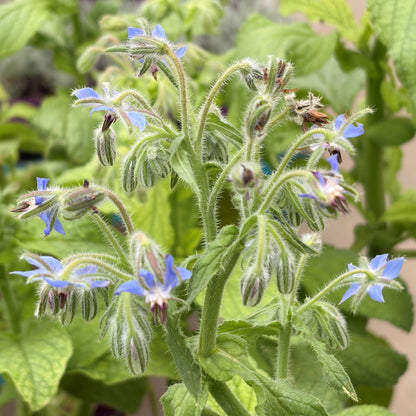 Borage