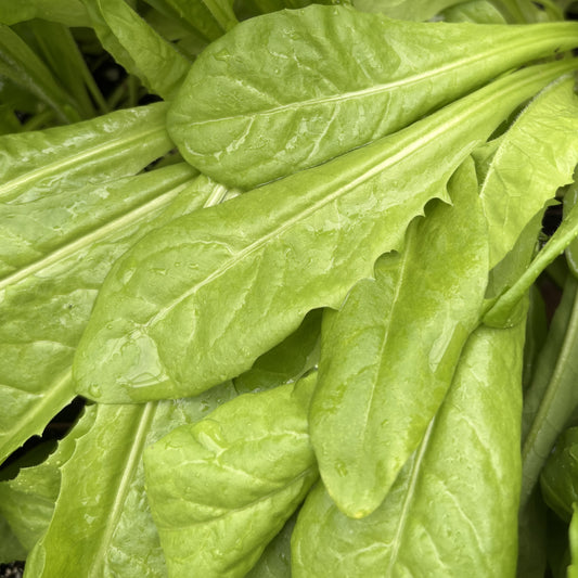 Chicory 'Coffee'