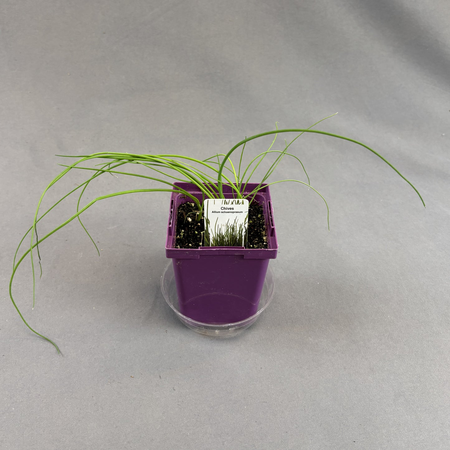 Chives
