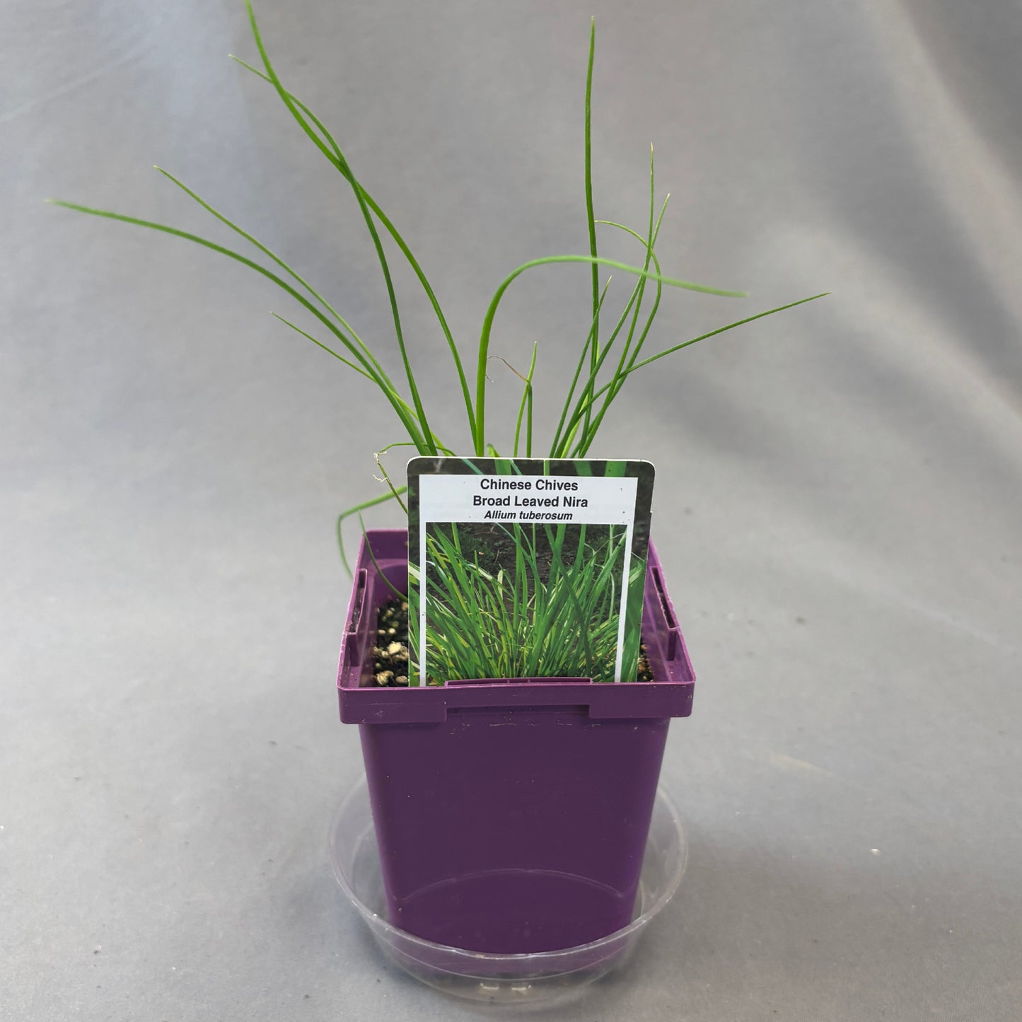 Chives 'Chinese Broad-Leaved'