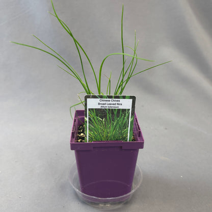 Chives 'Chinese Broad-Leaved'