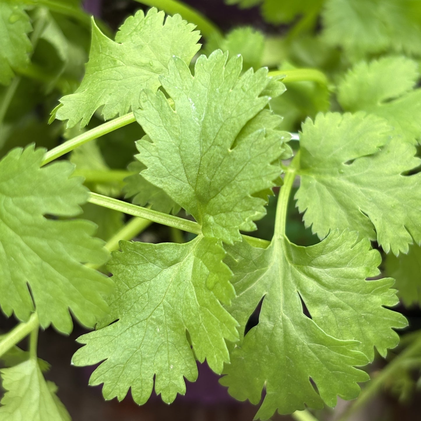 Cilantro/Coriander