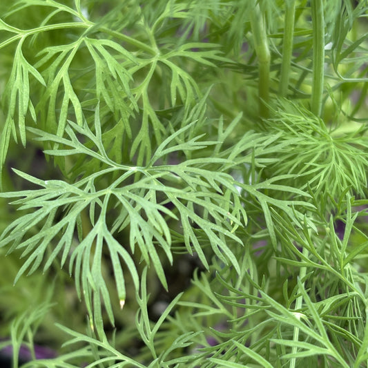 Dill 'Bouquet'
