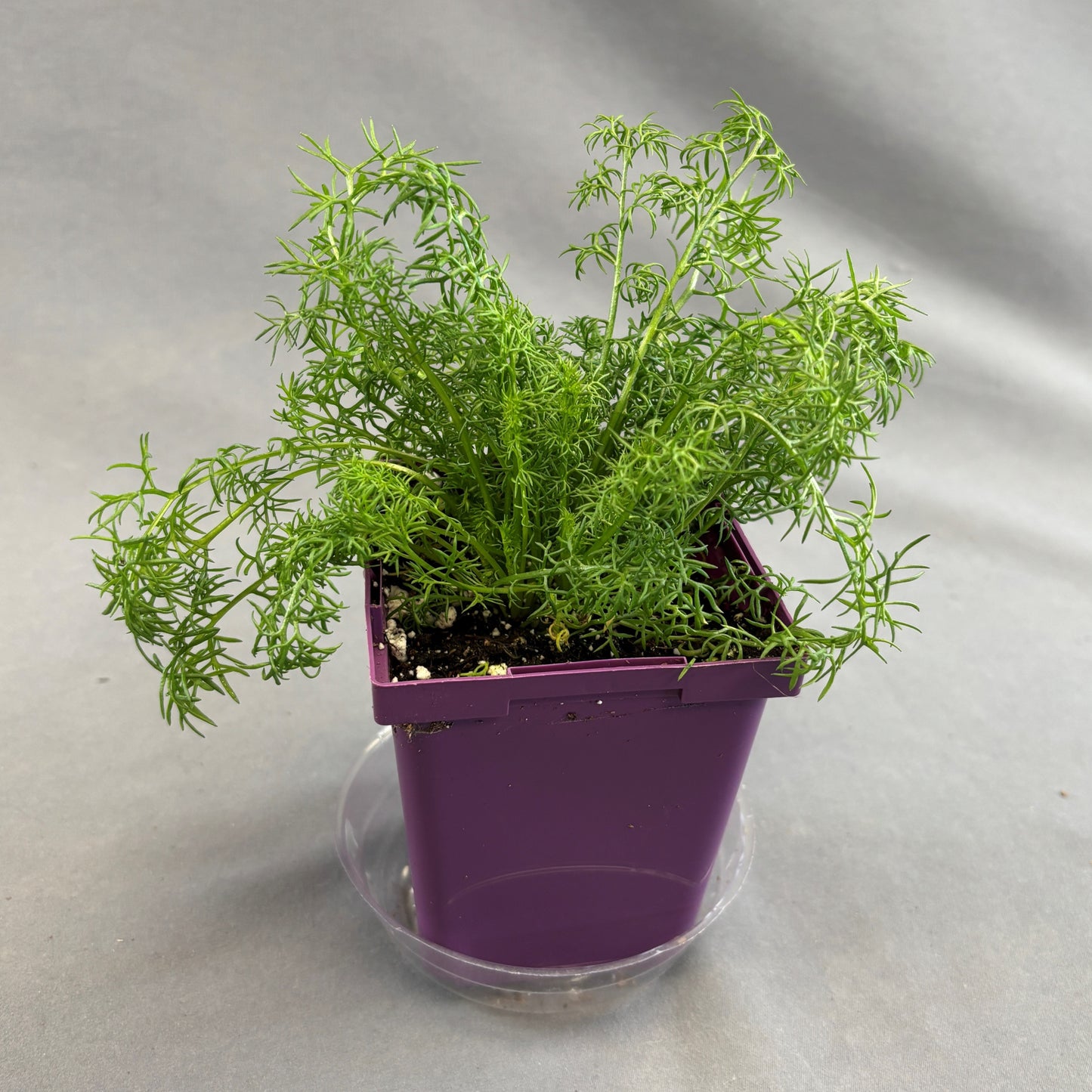 Chamomile 'German'