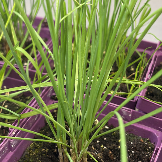 Chives 'Chinese Broad-Leaved'