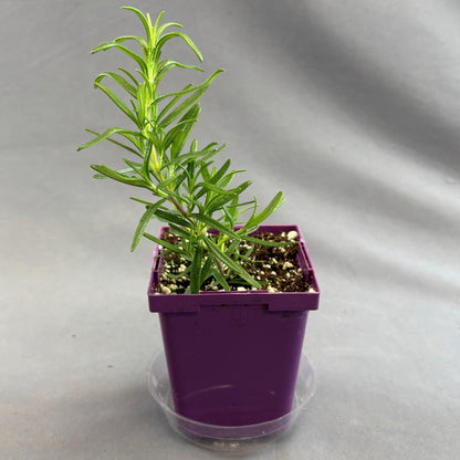 Rosemary 'Barbecue'