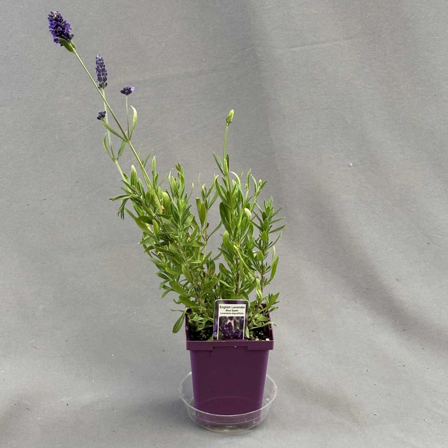 Lavender 'Blue Spear' English