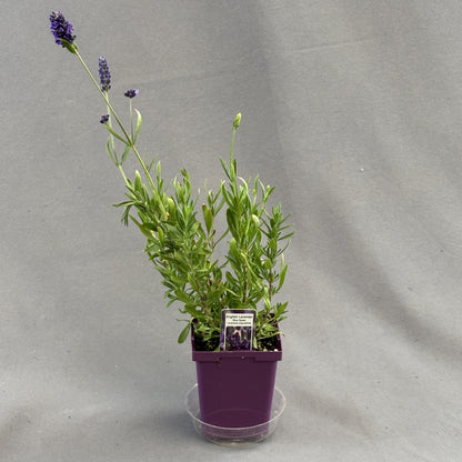 Lavender 'Blue Spear' English