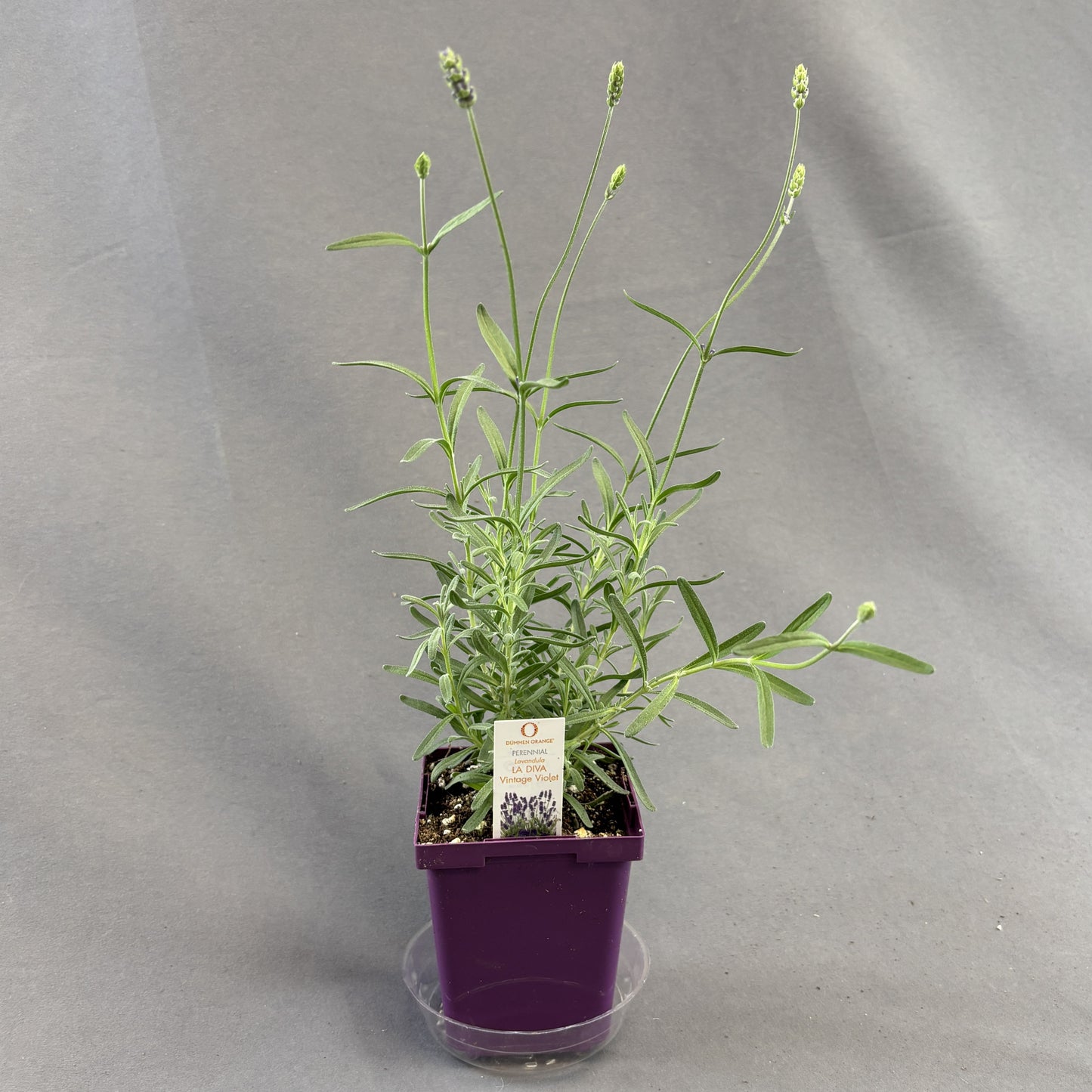 Lavender 'LaDiva Vintage Violet'