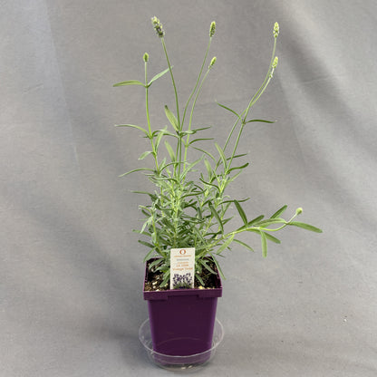 Lavender 'LaDiva Vintage Violet'