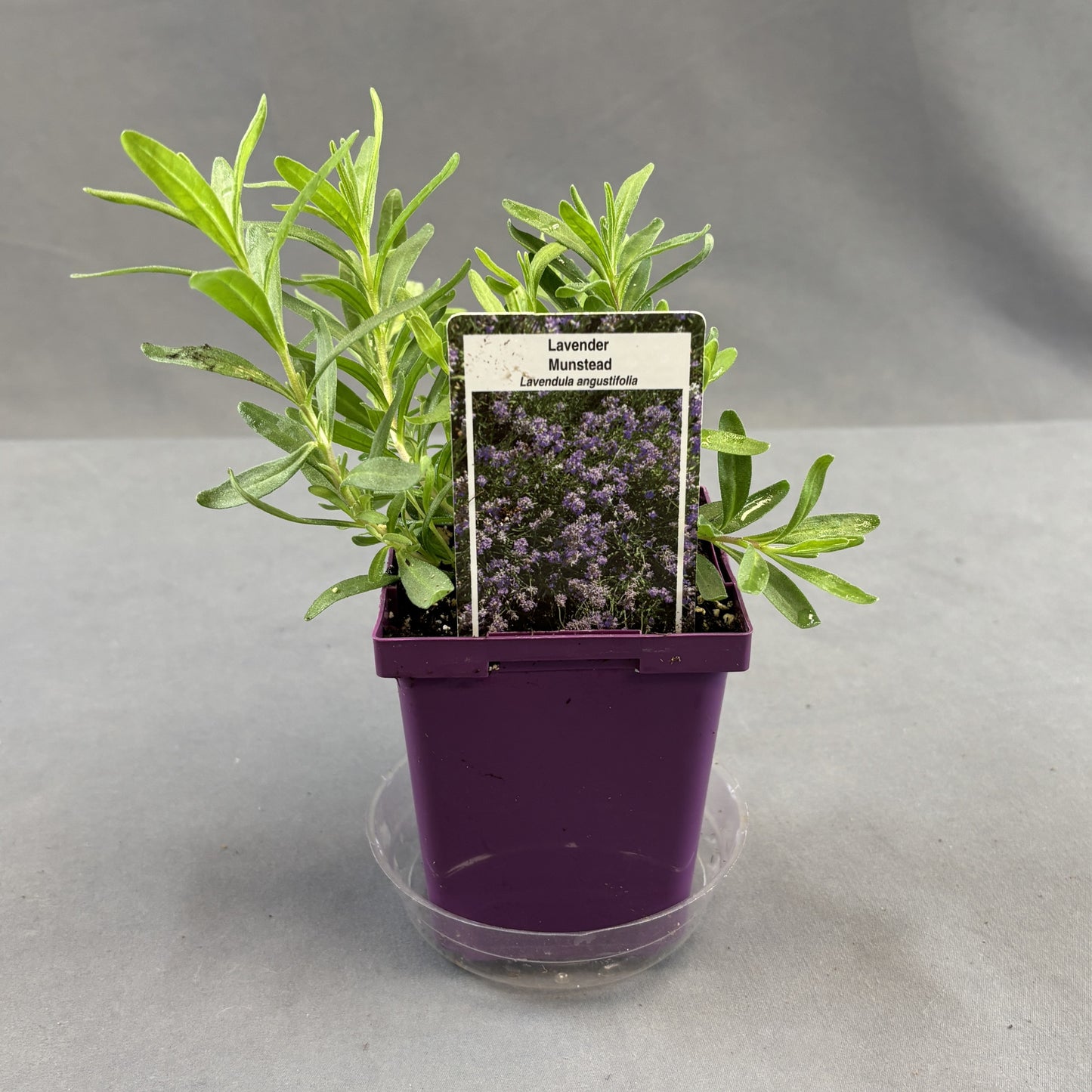 Lavender 'Munstead'