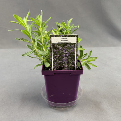 Lavender 'Munstead'